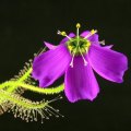 Drosera cistiflora Pink Flower - Carnivorous Sundew Seeds - Indigenous Houseplant - New