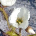 Drosera cistiflora White Flower - Carnivorous Sundew Seeds - Indigenous Curiosity Houseplant