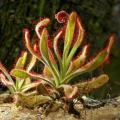 Drosera hilaris - Carnivorous Sundew - 10+ Seed Pack - Endemic Ethnobotanical Houseplant - New