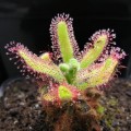 Drosera hilaris - Carnivorous Sundew - 10+ Seed Pack - Endemic Ethnobotanical Houseplant - New