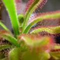 Drosera hilaris - Carnivorous Sundew Seeds - Endemic Ethnobotanical Houseplant - Global Delivery