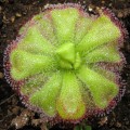 Drosera natalensis - Carnivorous Sundew - 10+ Seed Pack - Endemic Ethnobotanical Houseplant - New