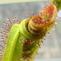 Drosera regia - King Sundew Seeds - Carnivorous - Endemic Ethnobotanical - New