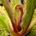 Drosera regia - King Sundew Seeds - Carnivorous - Endemic Ethnobotanical - New