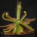 Drosera trinervia - Carnivorous Sundew Seeds - Endemic Ethnobotanical Houseplant - New