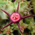5 Duvalia caespitosa Seeds - South African Indigenous Stapeliad - Combined Global Shipping