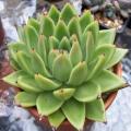 Echeveria agavoides Seeds - Exotic Succulent - Verified Seller - Combined Global Shipping - NEW