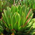 Echeveria agavoides Seeds - Exotic Succulent - Verified Seller - Combined Global Shipping - NEW