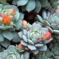 Echeveria derenbergii Seeds - Exotic Succulent - Verified Seller - Insured Combined Shipping - NEW