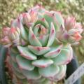 Echeveria derenbergii Seeds - Exotic Succulent - Verified Seller - Insured Combined Shipping - NEW