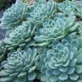Echeveria elegans - 20 Seed Pack - Exotic Succulent - Insured Combined Global Shipping - NEW