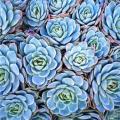 Echeveria elegans - 20 Seed Pack - Exotic Succulent - Insured Combined Global Shipping - NEW