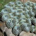 Echeveria imbricata - 20+ Seed Pack - Exotic Succulent - Insured Combined Global Shipping - NEW