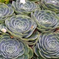 Echeveria imbricata - 20+ Seed Pack - Exotic Succulent - Insured Combined Global Shipping - NEW