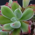 Echeveria pulvinata Seeds - Exotic Succulent - Insured Combined Global Shipping - NEW