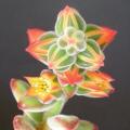 Echeveria pulvinata - 20+ Seed Pack - Exotic Succulent - Insured Combined Global Shipping - NEW