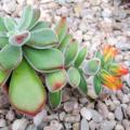 Echeveria pulvinata Seeds - Exotic Succulent - Insured Combined Global Shipping - NEW