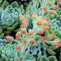Echeveria pulvinata - 20+ Seed Pack - Exotic Succulent - Insured Combined Global Shipping - NEW