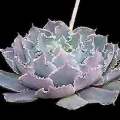 Echeveria shaviana Seeds - Exotic Mexican Succulent - Combined Global Shipping