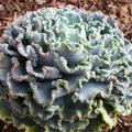 Echeveria shaviana Seeds - Exotic Mexican Succulent - Combined Global Shipping