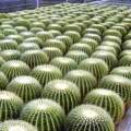 Echinocactus grusonii Seeds - Exotic Succulent Cactus - Combined Shipping - NEW