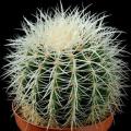 Echinocactus grusonii -20 Seed Pack- Exotic Succulent Cactus - Combined Shipping - NEW