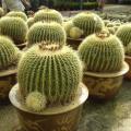 Echinocactus grusonii -20 Seed Pack- Exotic Succulent Cactus - Combined Shipping - NEW