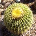 Echinocactus grusonii Seeds - Exotic Succulent Cactus - Combined Shipping - NEW