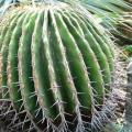 Echinocactus ingens Seeds - Exotic Cactus, Insured Combined Shipping, NEW