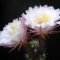 Echinopsis candicans var. gladiatus - 5 Seed Pack- Exotic Succulent Cactus - Combined Shipping - NEW