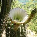 Echinopsis chiloensis Seeds - Exotic Succulent Cactus - Combined Shipping - NEW