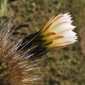 Echinopsis chiloensis ssp. litoralis - 10 Seed Pack - Exotic Succulent Cactus - NEW
