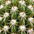 Echinopsis chiloensis ssp. litoralis Seeds - Exotic Succulent Cactus - NEW