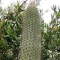 Echinopsis chiloensis ssp. litoralis Seeds - Exotic Succulent Cactus - NEW