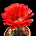 Echinopsis huascha var. grandiflora -10 Seed Pack- Exotic Succulent Cactus - NEW