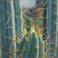 Echinopsis macrogona, Trichocereus macrogonus Seeds - Ethnobotanical Succulent Cactus - NEW