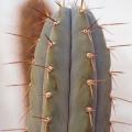 Echinopsis macrogona, Trichocereus macrogonus Seeds - Ethnobotanical Succulent Cactus - NEW