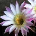Echinopsis rhodotricha - 5 Seed Pack- Exotic Succulent Cactus - Insured Combined Shipping, NEW