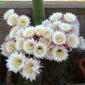 Echinopsis schickendantzii Seeds - Exotic Cactus Edible Fruit, Insured Combined Shipping, NEW