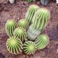 Echinopsis schickendantzii -10 Seed Pack- Exotic Cactus Edible Fruit, Insured Combined Shipping, NEW