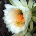 Echinopsis schickendantzii Seeds - Exotic Cactus Edible Fruit, Insured Combined Shipping, NEW