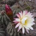 Echinopsis schickendantzii -10 Seed Pack- Exotic Cactus Edible Fruit, Insured Combined Shipping, NEW