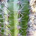 Echinopsis terscheckii Seeds - Cactus Succulent - Combined Global Shipping - NEW