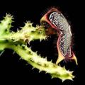 Edithcolea grandis Seeds - Succulent - RARE Stapeliad - Flat Ship Rate