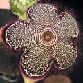 Edithcolea grandis Seeds - Succulent - RARE Stapeliad - Flat Ship Rate