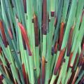 Large Cape Rush - Elegia elephantina Seeds - Endemic Indigenous Ornamental Grass - New