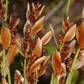 Elegia mucronata Seeds - Endemic Indigenous Ornamental Grass - New