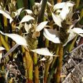 Elegia mucronata Seeds - Endemic Indigenous Ornamental Grass - New