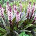 Eucomis comosa Seeds - Indigenous Perennial Bulb -Combined Global Shipping- New
