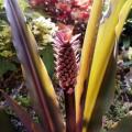 Eucomis comosa Seeds - Indigenous Perennial Bulb -Combined Global Shipping- New
